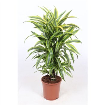 Dracena fragr  der lemon lime Lemon Lime8 pp 85cm 24cm Q2242