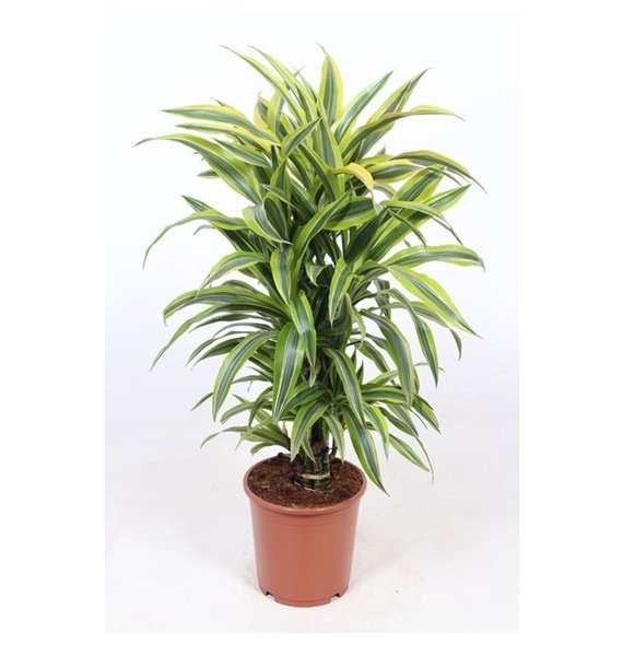 Dracena fragr  der lemon lime Lemon Lime8 pp 85cm 24cm Q2242