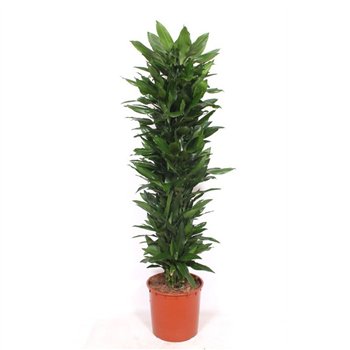 Dracena frag  der janet lind Janet Lind15 pp 180cm 34cm Q2243