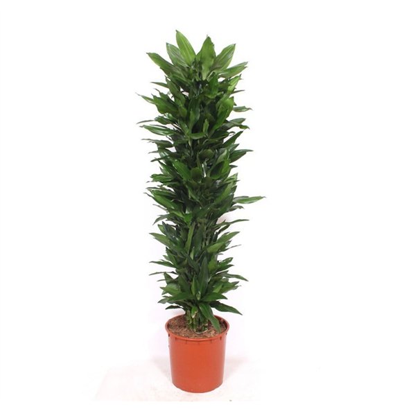 Dracena frag  der janet lind Janet Lind15 pp 180cm 34cm Q2243
