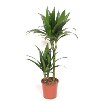 Dracena fragr  janet craig Janet Craig 45-15 2 pp 100cm 19cm Q2244