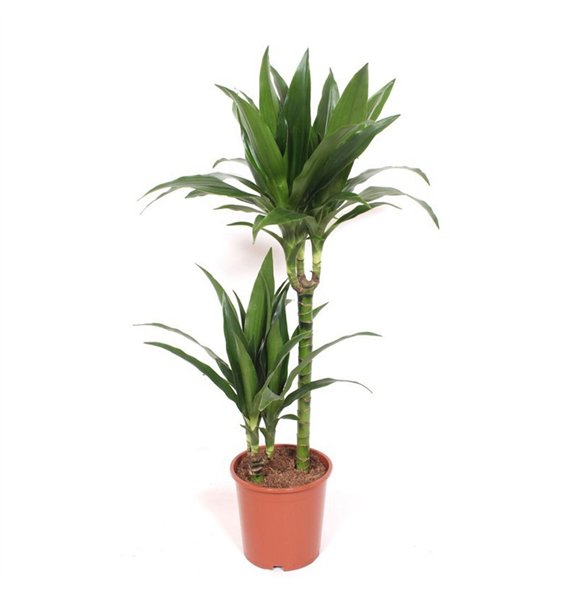 Dracena fragr  janet craig Janet Craig 45-15 2 pp 100cm 19cm Q2244