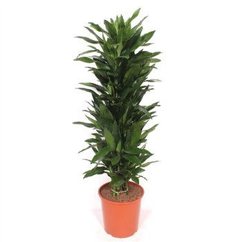 Dracena frag  der janet lind Janet Lind12 pp 160cm 30cm Q2245
