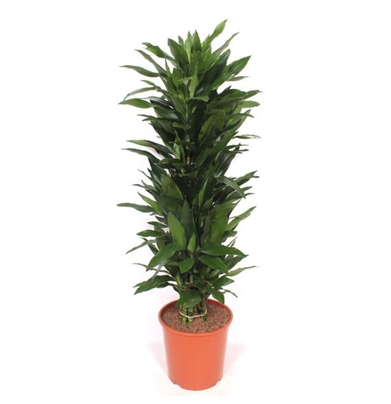 Dracena frag  der janet lind Janet Lind12 pp 160cm 30cm Q2245