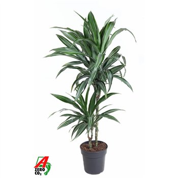 Dracena fragr  der ulises Ulises 45-15pp 100cm 19cm Q2246