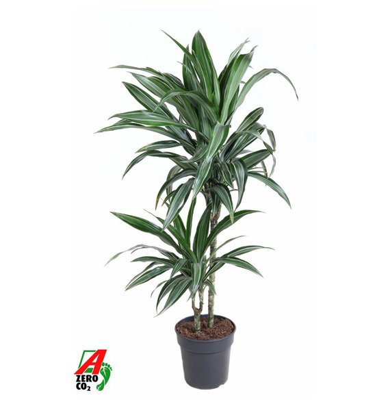 Dracena fragr  der ulises Ulises 45-15pp 100cm 19cm Q2246
