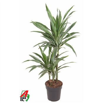 Dracena fragr  der warneckei Warneckei 45-15pp 90cm 19cm Q2247