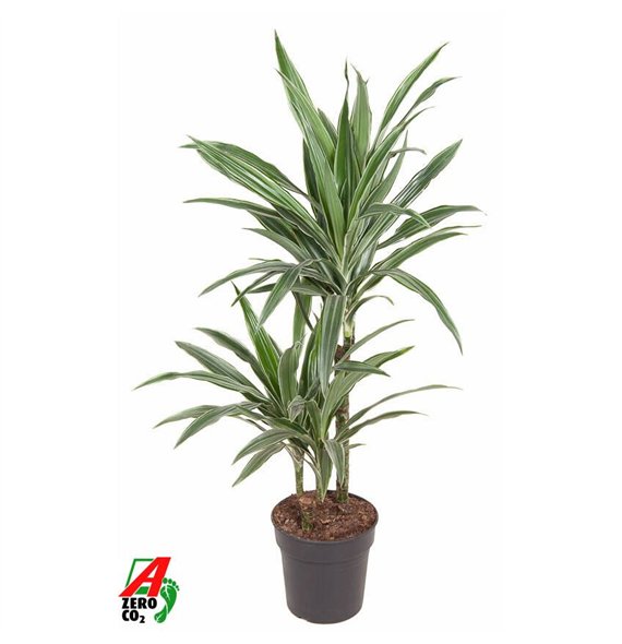 Dracena fragr  der warneckei Warneckei 45-15pp 90cm 19cm Q2247