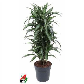Dracena fragr  der ulises Ulises branched P271 pp 110cm 27cm Q2248