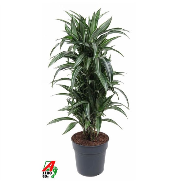 Dracena fragr  der ulises Ulises branched P271 pp 110cm 27cm Q2248