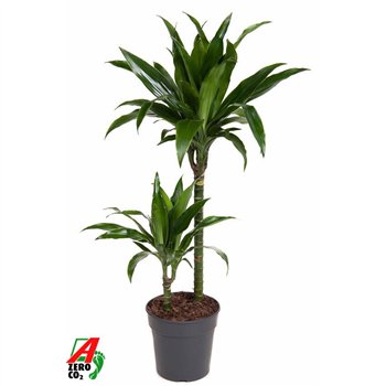 Dracena fragr  janet craig Janet Craig 45-152 pp 90cm 19cm Q2249