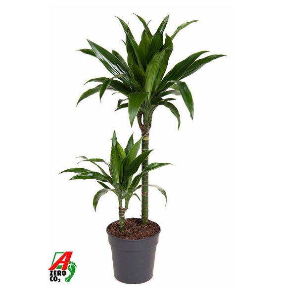 Dracena fragr  janet craig Janet Craig 45-152 pp 90cm 19cm Q2249