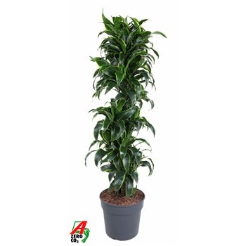 Dracena fragr  compacta dorado Dorado branched P34pp 170cm 34cm Q2250