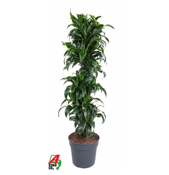 Dracena fragr  compacta dorado Dorado branched P34pp 170cm 34cm Q2250