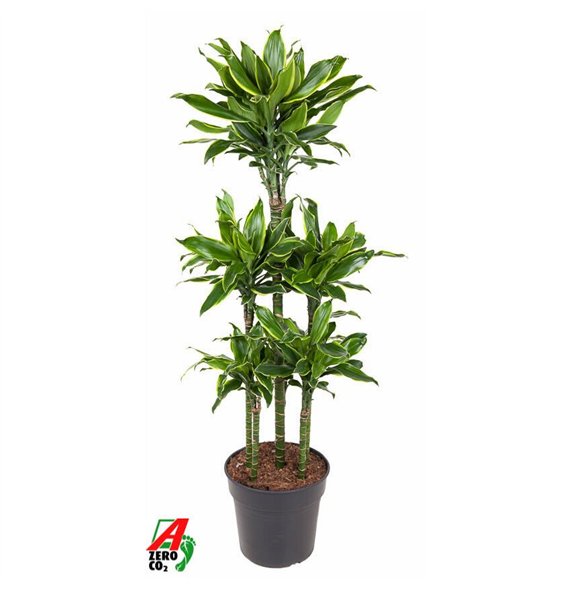 Dracena fragr  golden coast Gold Coast 90-carrousel6 pp 150cm 31cm Q2251