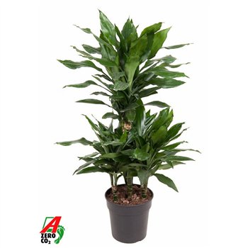 Dracena fragr  janet lind Janet Lind 45-carrouselpp 100cm 21cm Q2253