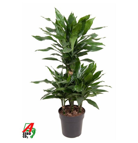 Dracena fragr  janet lind Janet Lind 45-carrouselpp 100cm 21cm Q2253
