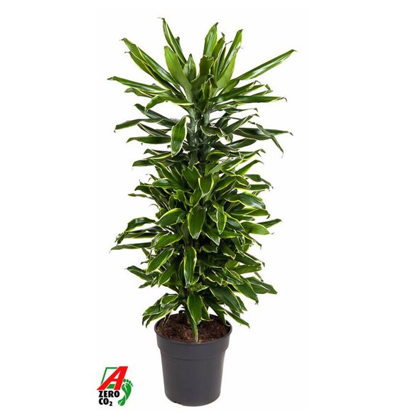 Dracena fragr  golden coast Gold Coast branched P27pp 110cm 27cm Q2254