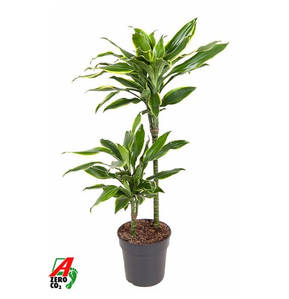 Dracena fragr  golden coast Gold Coast 45-15pp 90cm 19cm Q2255