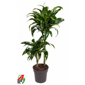 Dracena fragr  compacta dorado Dorado 45-15pp 80cm 19cm Q2256