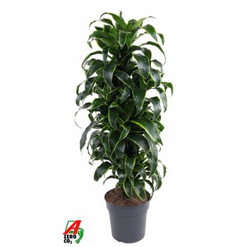 Dracena fragr  compacta dorado Dorado branched P27pp 110cm 27cm Q2257