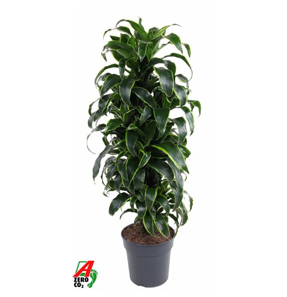 Dracena fragr  compacta dorado Dorado branched P27pp 110cm 27cm Q2257