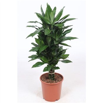 Dracena frag  der janet lind Janet Lind8 pp 100cm 24cm Q2258
