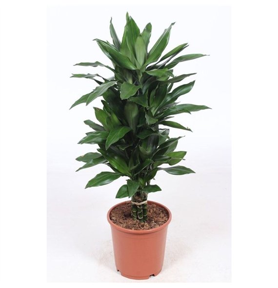 Dracena frag  der janet lind Janet Lind8 pp 100cm 24cm Q2258