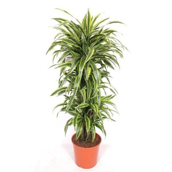 Dracena fragr  der lemon lime Lemon Lime12 pp 150cm 30cm Q2260