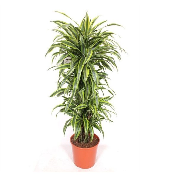 Dracena fragr  der lemon lime Lemon Lime12 pp 150cm 30cm Q2260