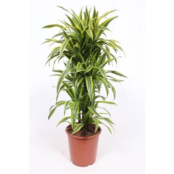 Dracena fragr  der lemon lime Lemon Lime10 pp 110cm 27cm Q2261