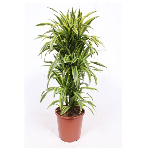 Dracena fragr  der lemon lime Lemon Lime10 pp 110cm 27cm Q2261