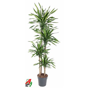 Dracena fragr  riki Riki 120-90-60-30pp 160cm 27cm Q2262