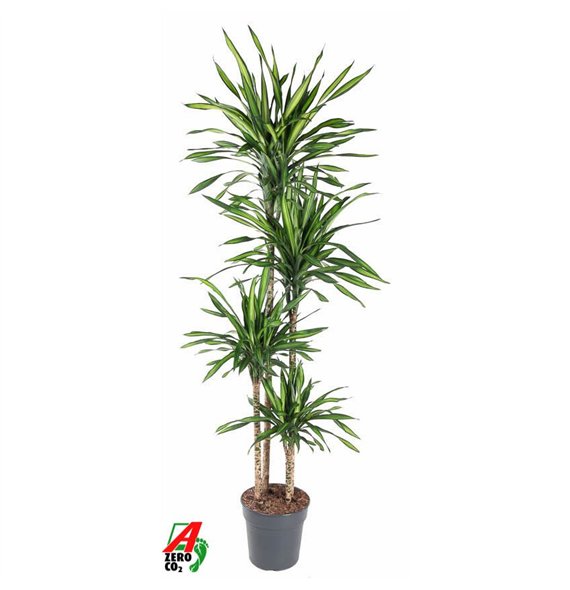 Dracena fragr  riki Riki 120-90-60-30pp 160cm 27cm Q2262