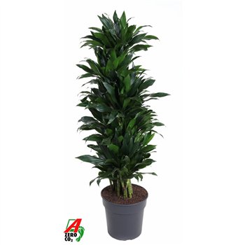 Dracena fragr  compacta green jewel Green Jewel1 pp 140cm 31cm Q2264