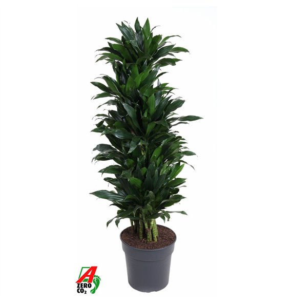 Dracena fragr  compacta green jewel Green Jewel1 pp 140cm 31cm Q2264
