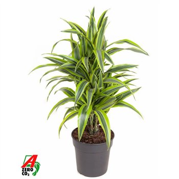 Dracena fragr  der lemon lime Lemon Lime1 pp 70cm 21cm Q2265