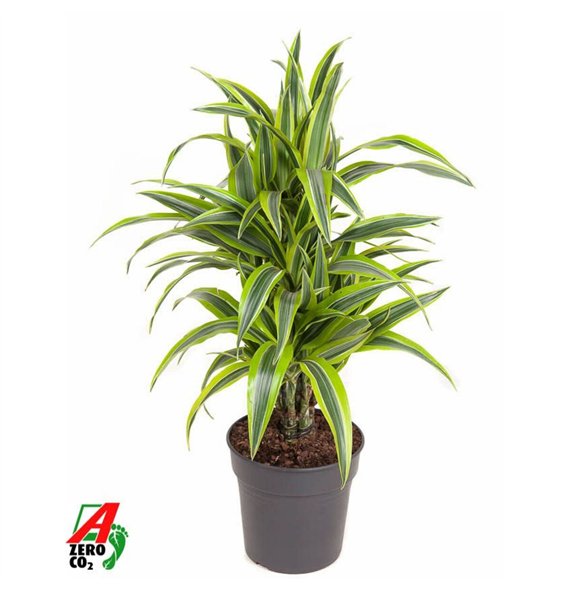 Dracena fragr  der lemon lime Lemon Lime1 pp 70cm 21cm Q2265