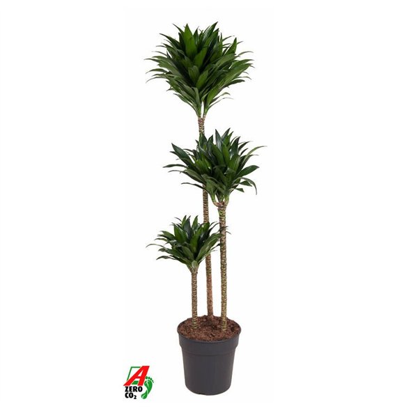 Dracena fragr  compacta Compacta 90-60-30pp 130cm 24cm Q2266