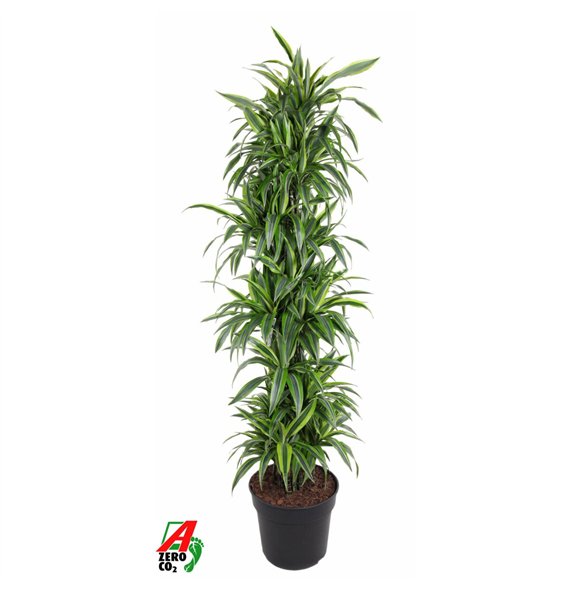 Dracena fragr  der lemon lime Lemon Lime1 pp 200cm 40cm Q2267