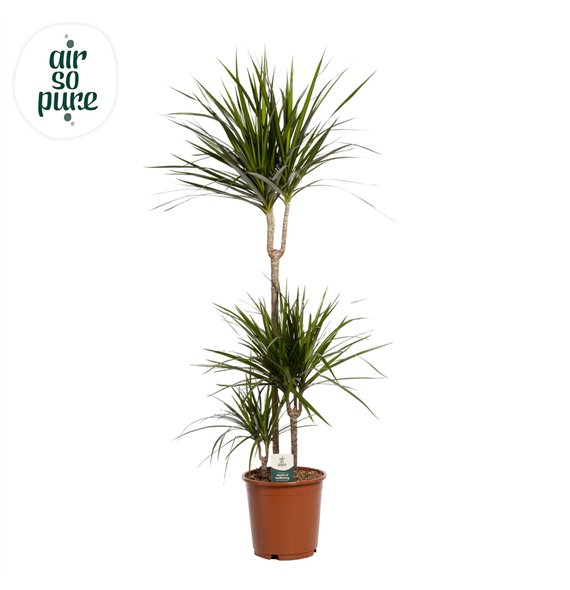 Dracena marginata Marginata p24 75+30+10 (Air so Pure) 3 pp 130cm 24cm Q2270