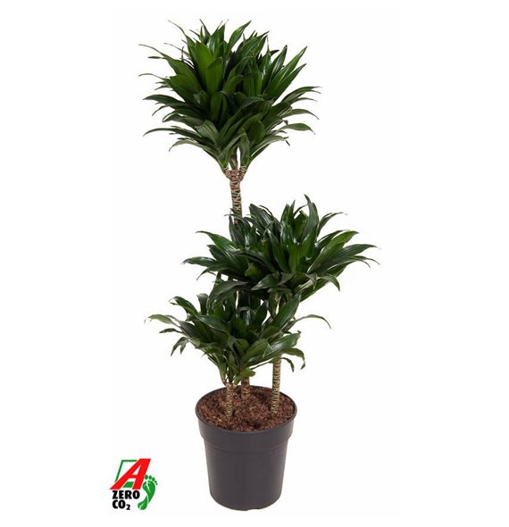 Dracena fragr  compacta Compacta 60-30-15pp 90cm 21cm Q2271