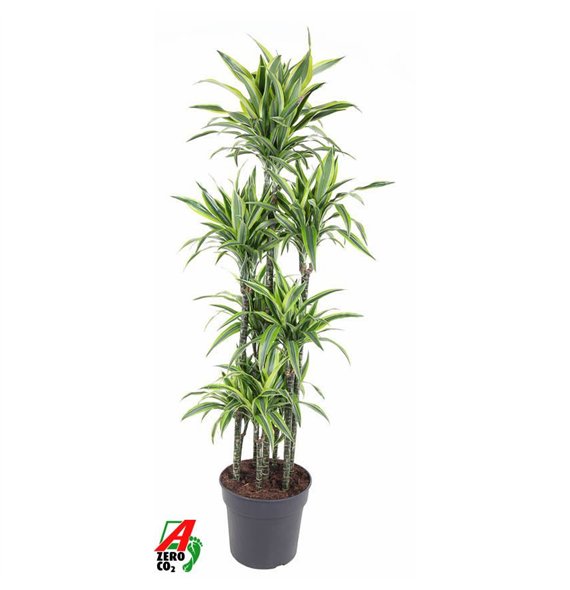 Dracena fragr  der lemon lime Lemon Lime 120-carrouselpp 170cm 34cm Q2275