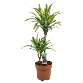 Dracena fragr  der lemon lime Lemon Lime 45-152 pp 85cm 21cm Q2276