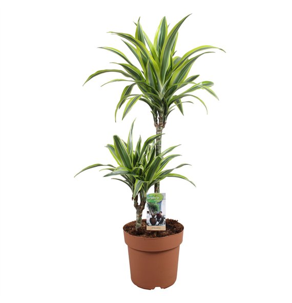 Dracena fragr  der lemon lime Lemon Lime 45-152 pp 85cm 21cm Q2276