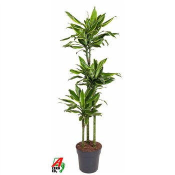 Dracena fragr  golden coast Gold Coast 90-60-30pp 140cm 24cm Q2277