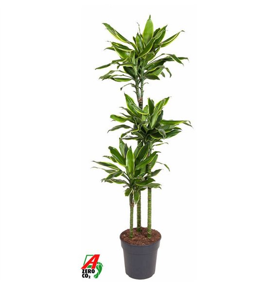 Dracena fragr  golden coast Gold Coast 90-60-30pp 140cm 24cm Q2277