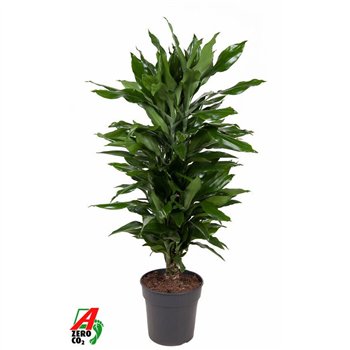 Dracena fragr  janet lind Janet Lind branched P24pp 100cm 24cm Q2278
