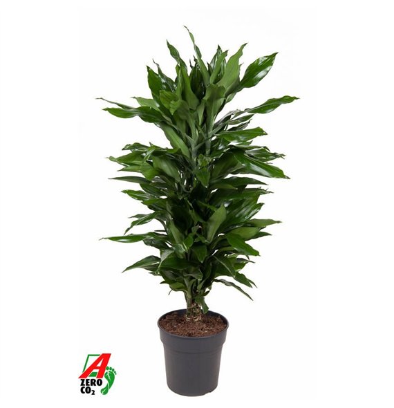 Dracena fragr  janet lind Janet Lind branched P24pp 100cm 24cm Q2278