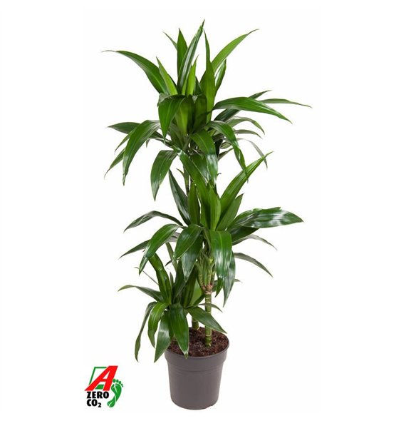 Dracena fragr  janet craig Janet Craig 60-30-15pp 110cm 21cm Q2279